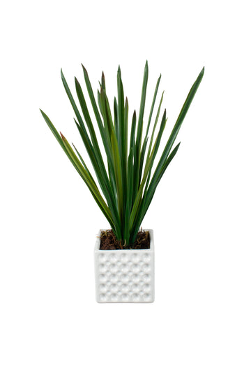 FOLHAGEM MINI CYMBIDIUM EM CER/BCA 38CM Cod: A7077