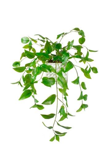 ZEBRINA EM CER/BCA 60CM Cod: A7078