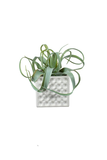 TILLANDSIA EM CER/BCA 18CM Cod: A7079