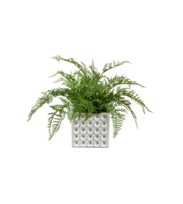 SAMAMBAIA RENDA PORTUGUESA EM CER/BCA, 22CM Cod: A7080