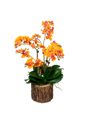 ORQ. PHALAENOPSIS EM CACHEPOT TRONCO, 42CM Cod: A7082