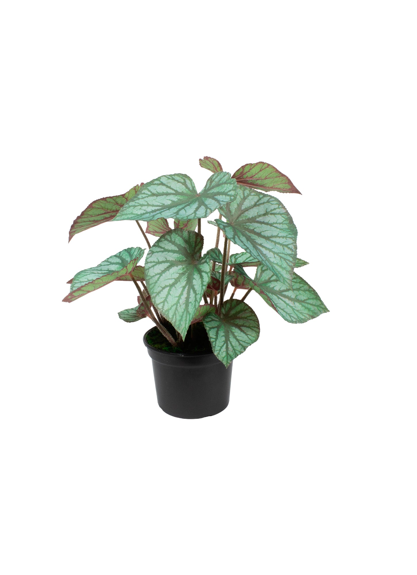 BEGONIA REX EM POTE PVC, 55CM Cod: A7085