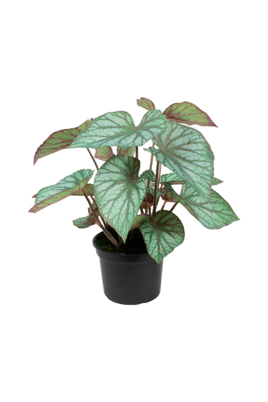 BEGONIA REX EM POTE PVC, 55CM Cod: A7085