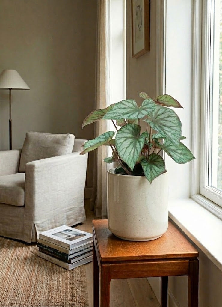 BEGONIA REX EM POTE PVC, 55CM Cod: A7085