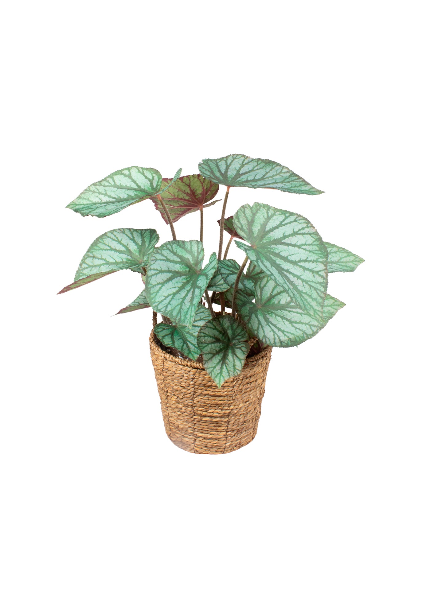 BEGONIA REX EM CESTO, 55CM Cod: A7086