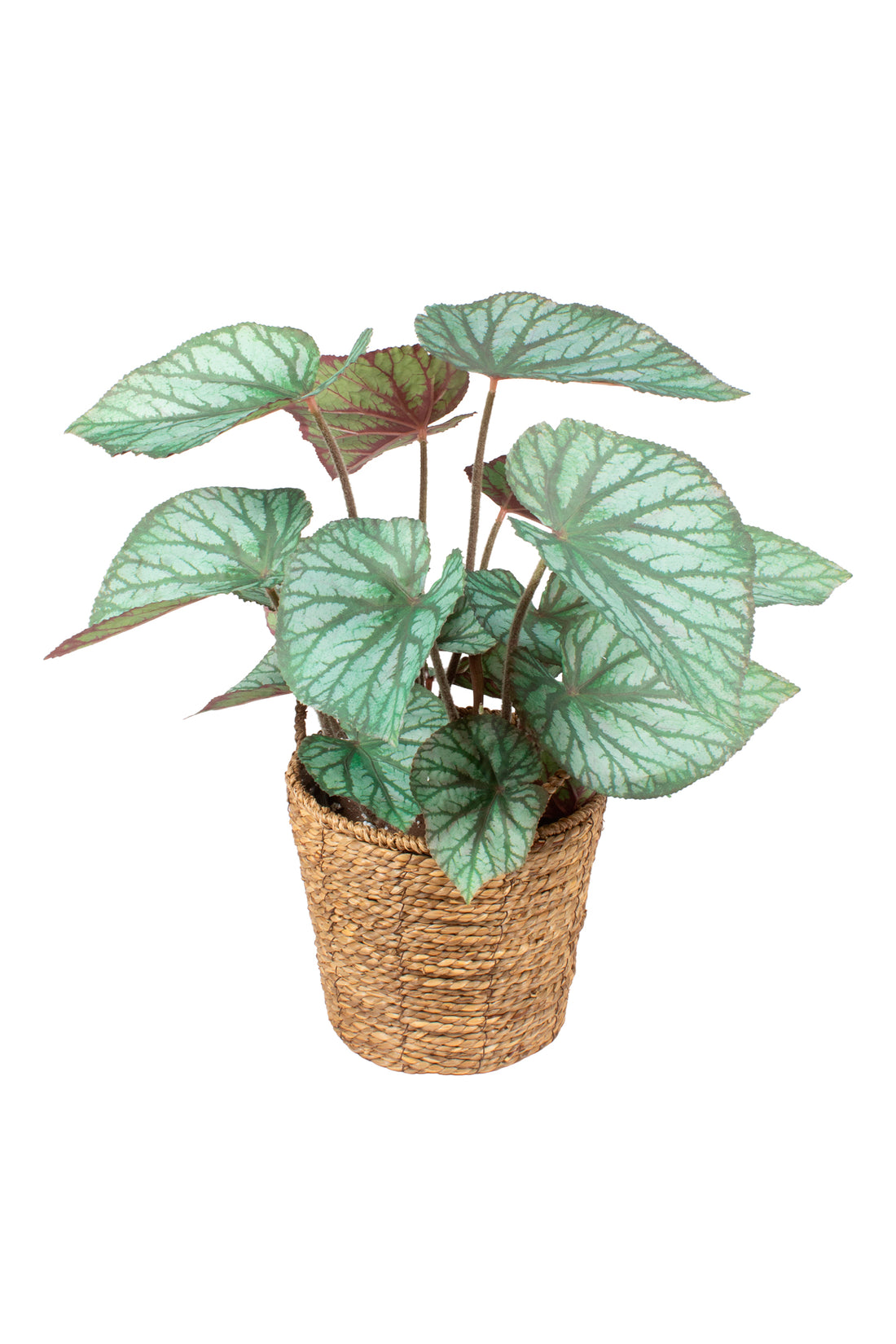 BEGONIA REX EM CESTO, 55CM Cod: A7086