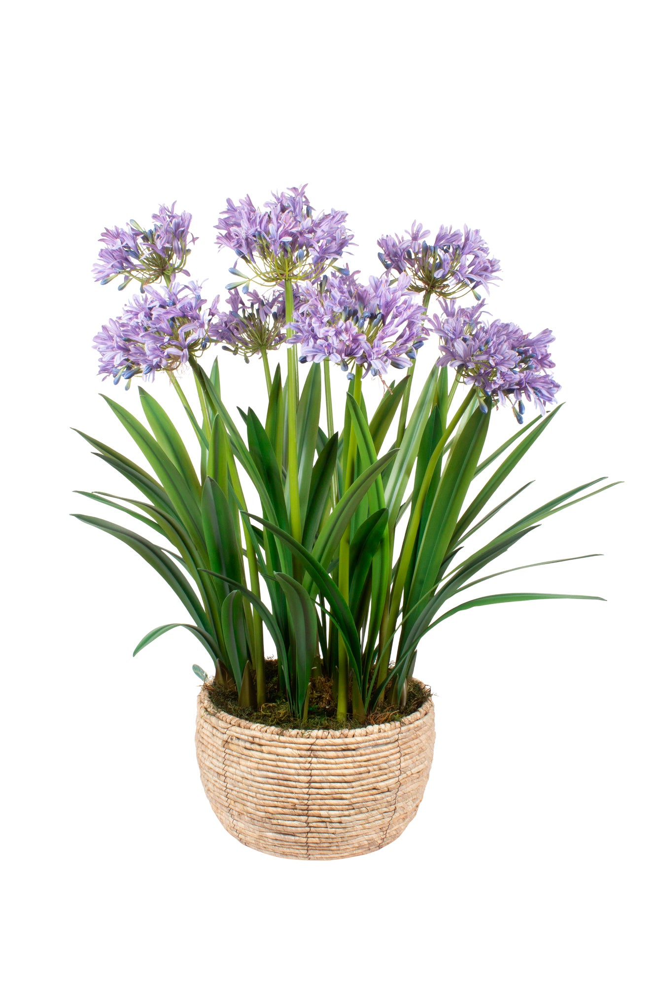 AGAPANTUS LV EM CESTO, 96CM Cod: A7088