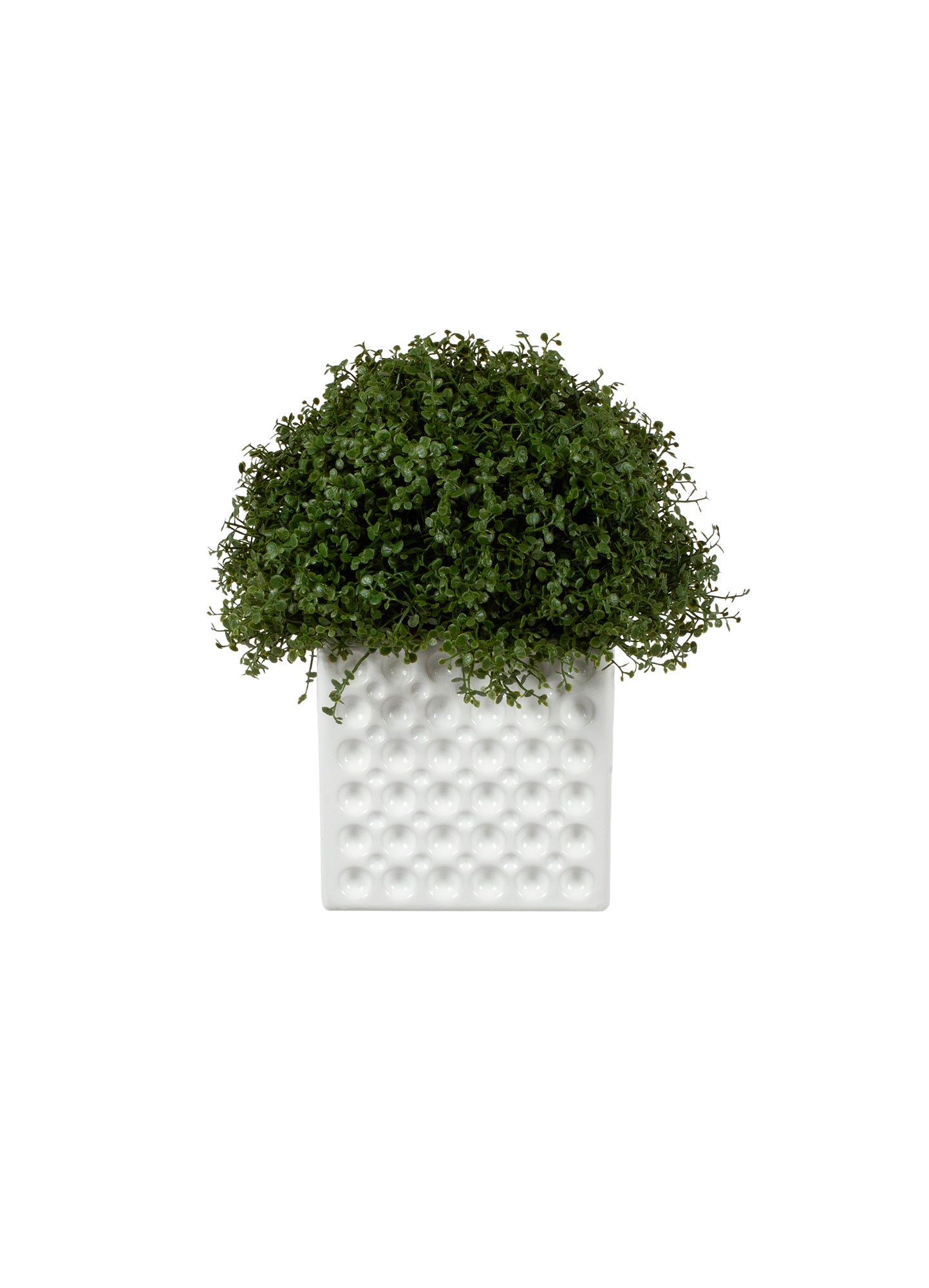 FITOSPORUM EM CER/BCA, 21CM Cod: A7089