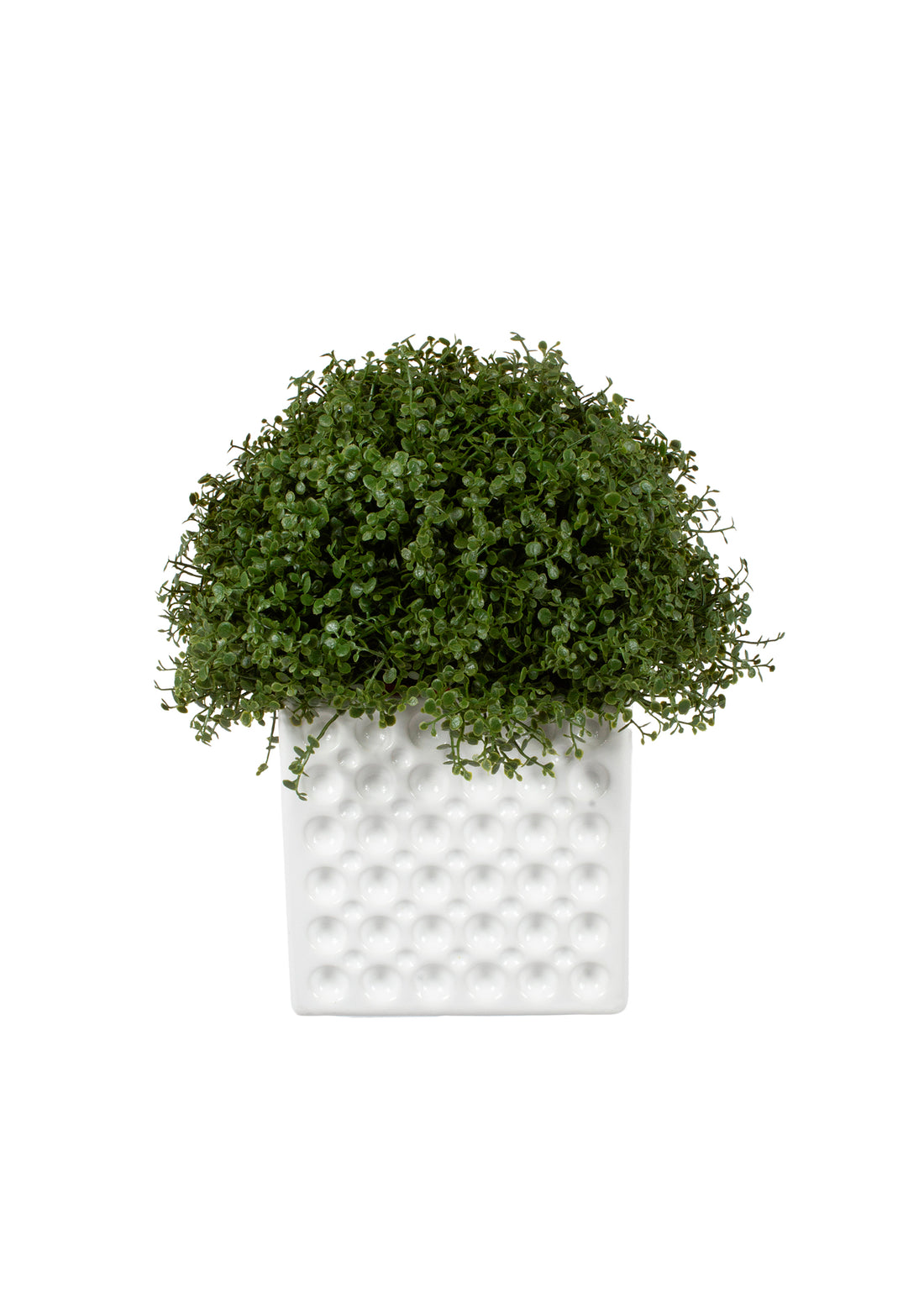 FITOSPORUM EM CER/BCA, 21CM Cod: A7089