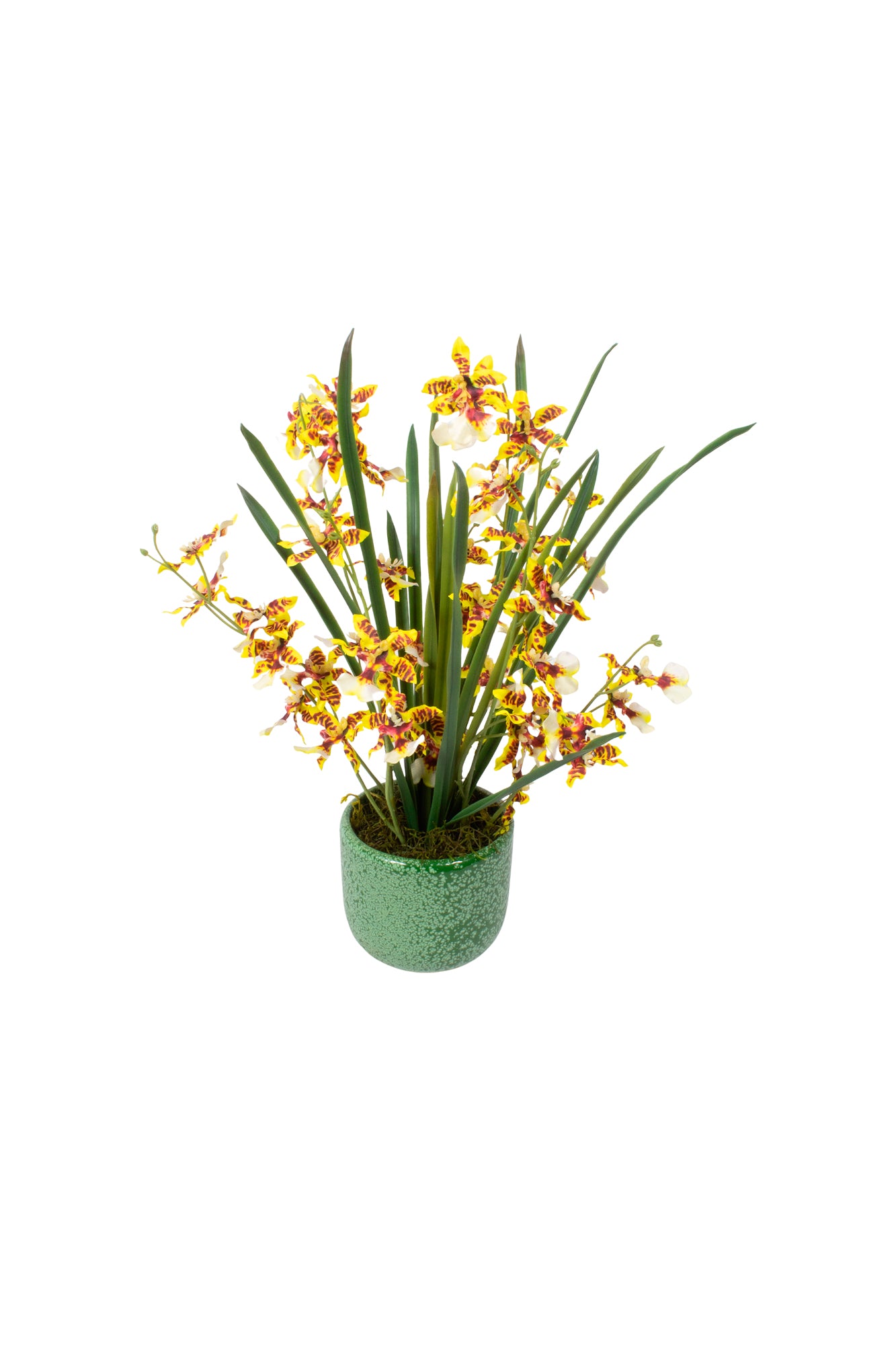 ORQ.ONCIDIUM AM EM CER/VD, 38CM Cod: A7092