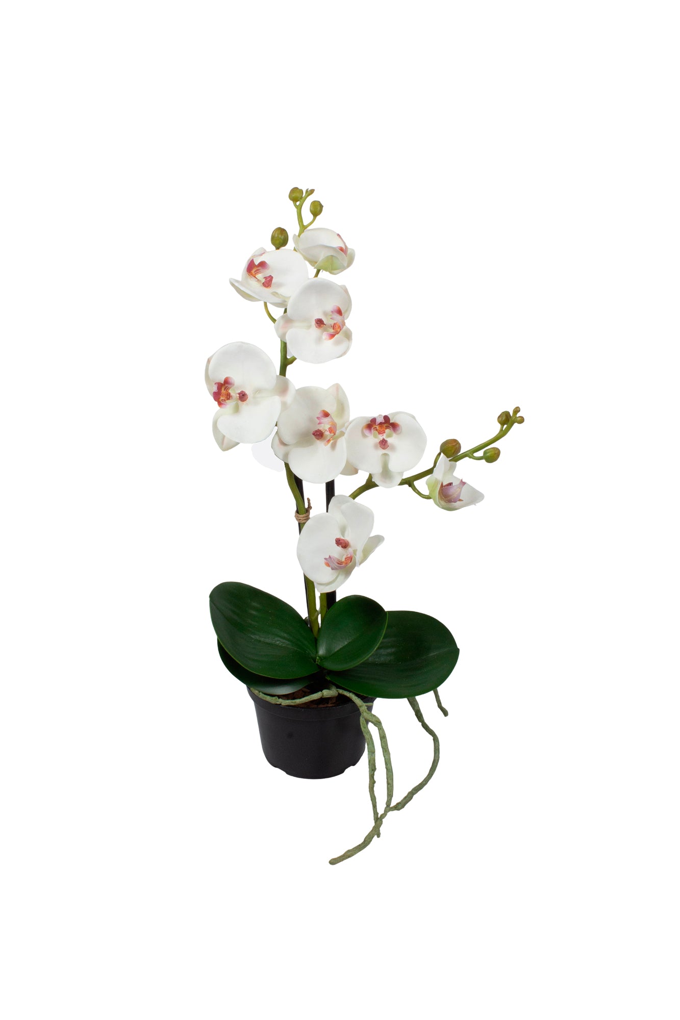 ORQ. PHALAENOPSIS BF EM POTE PVC, 42CM Cod: A7093