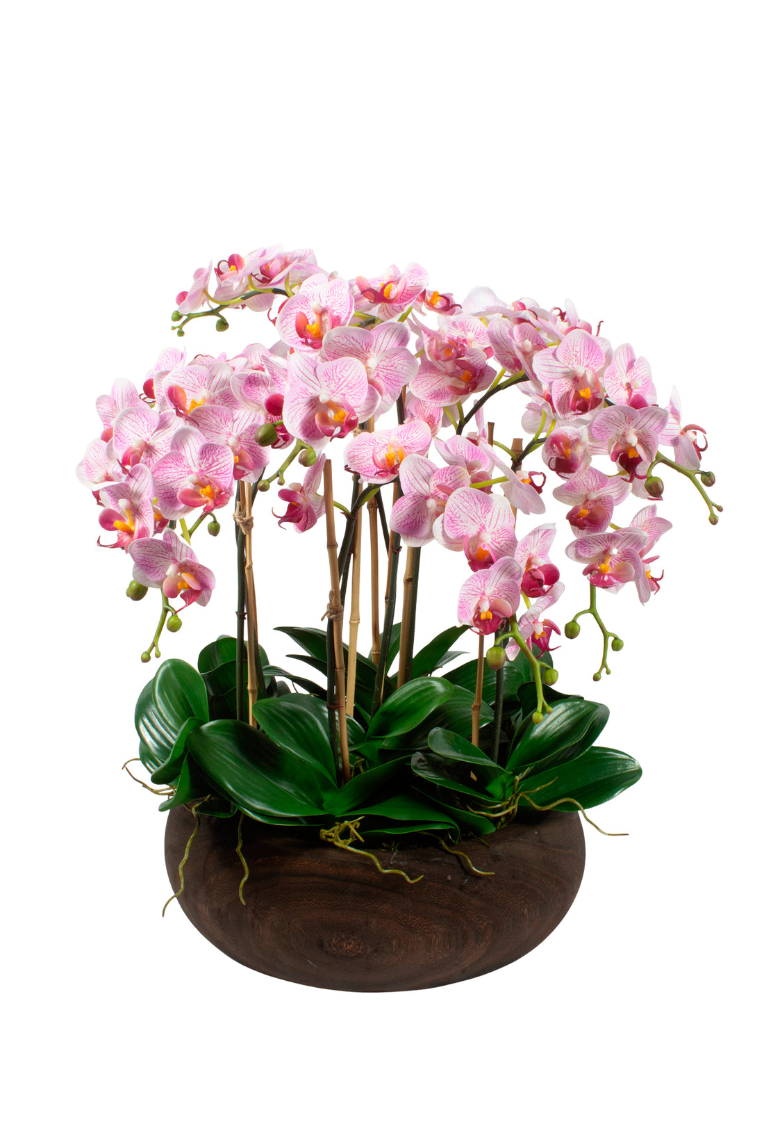 ORQ. PHALAENOPSIS LV EM CACHEPOT, 50CM Cod: A7094