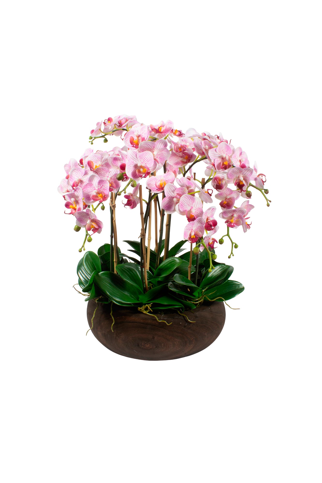 ORQ. PHALAENOPSIS LV EM CACHEPOT, 50CM Cod: A7094