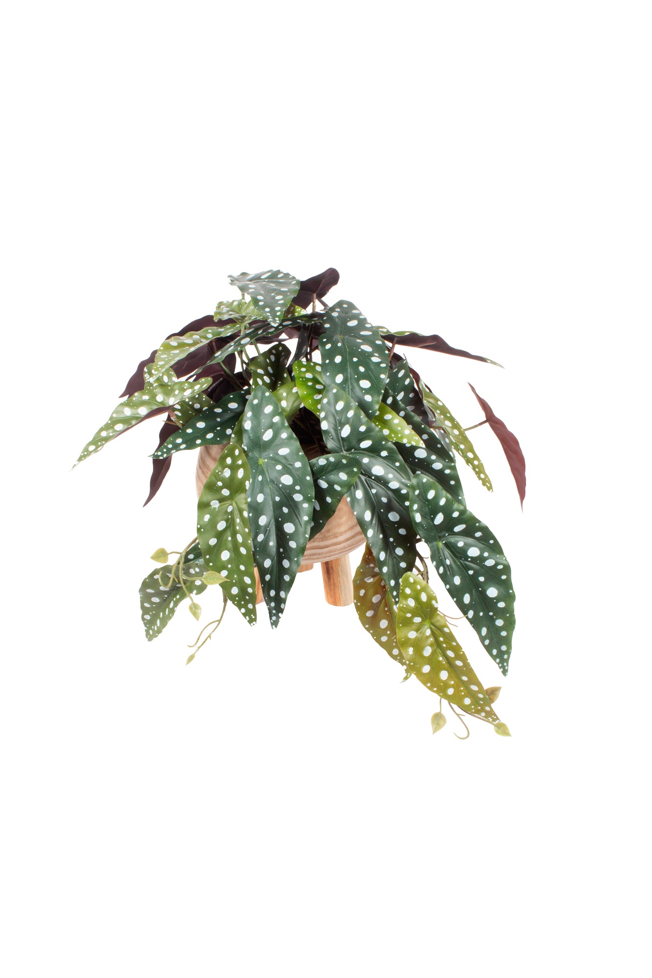 BEGONIA MACULATA EM CACHEPOT, 33CM Cod: A7096