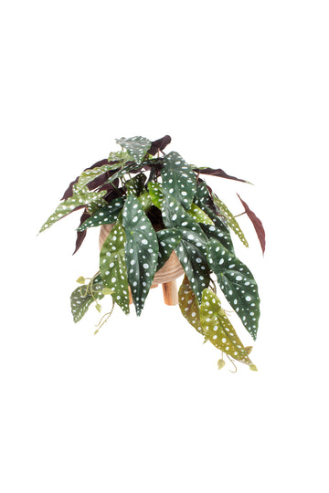 BEGONIA MACULATA EM CACHEPOT, 33CM Cod: A7096