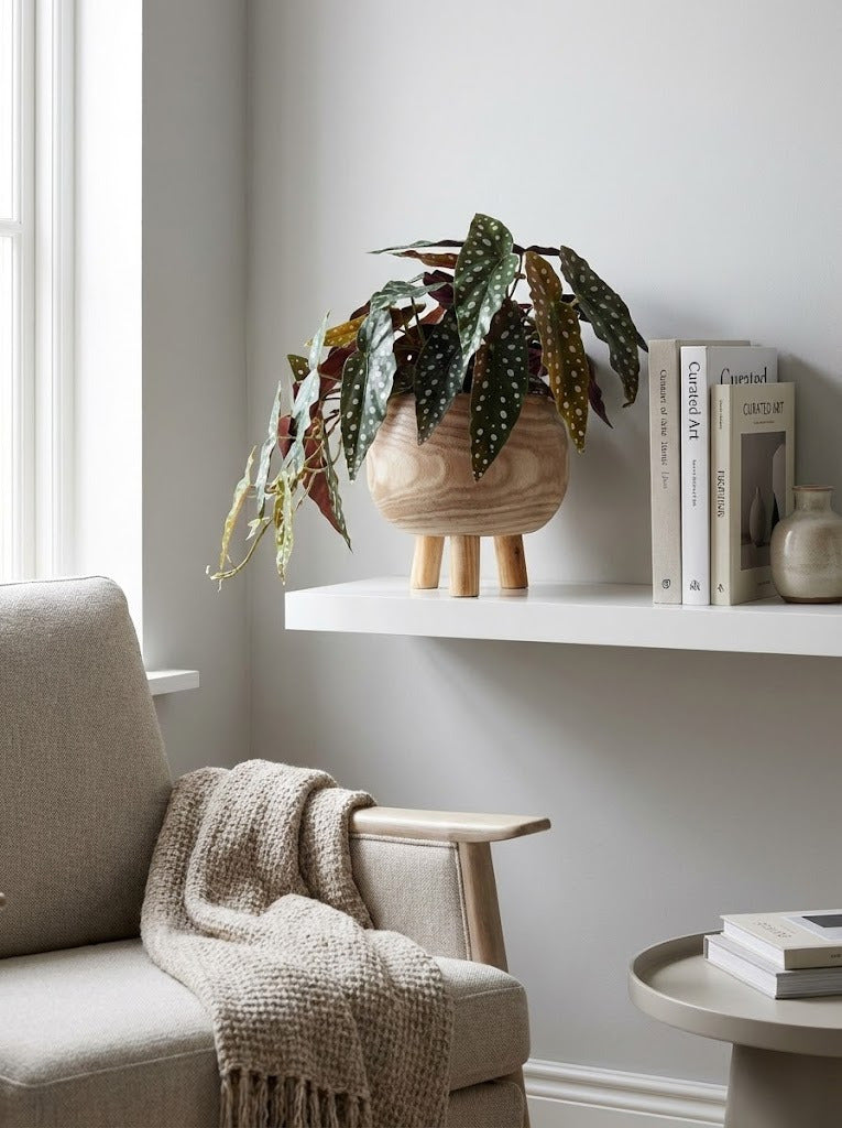 BEGONIA MACULATA EM CACHEPOT, 33CM Cod: A7096