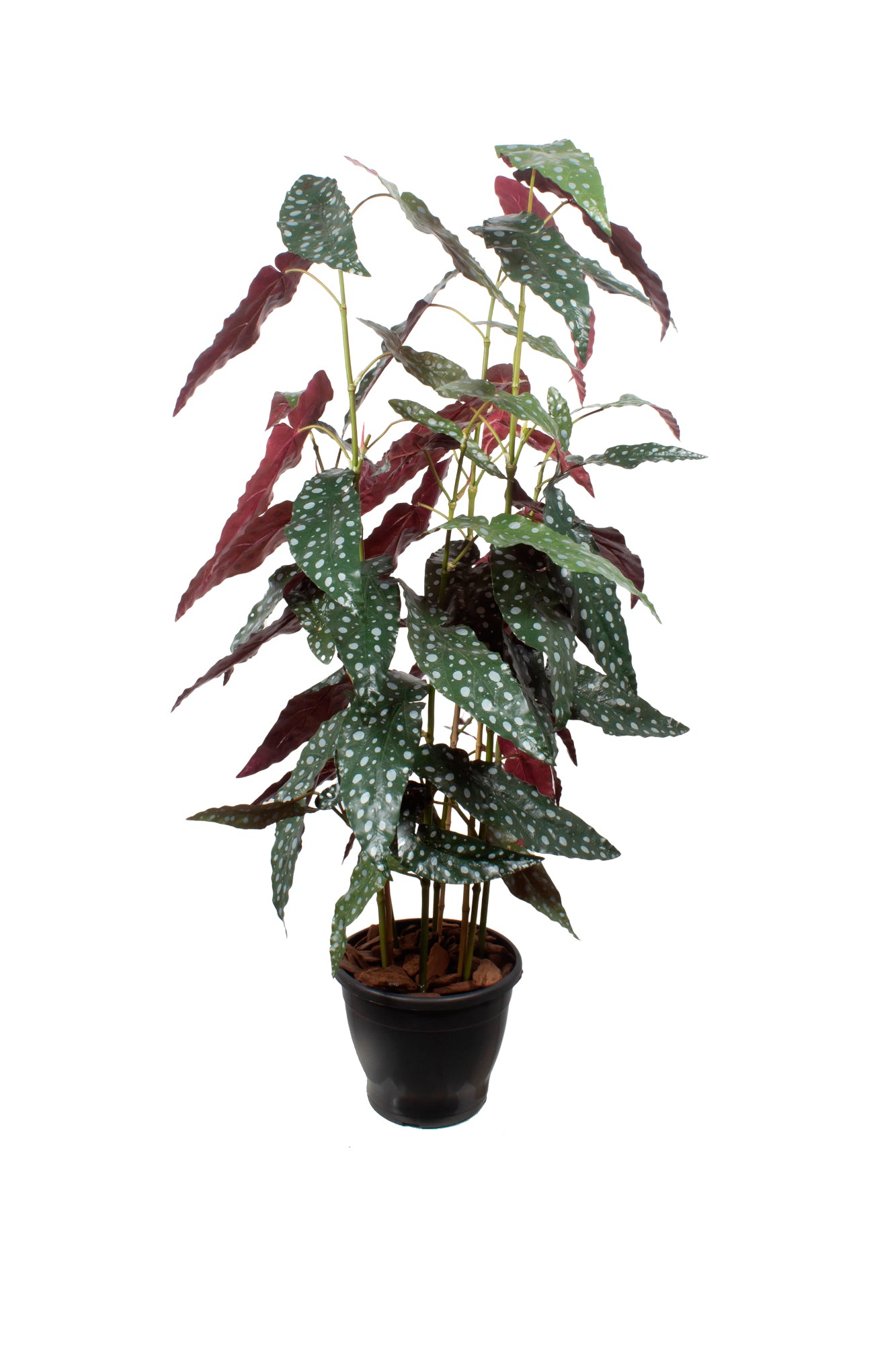BEGÔNIA MACULATA X6 EM POTE PVC, 110CM Cod: A7098