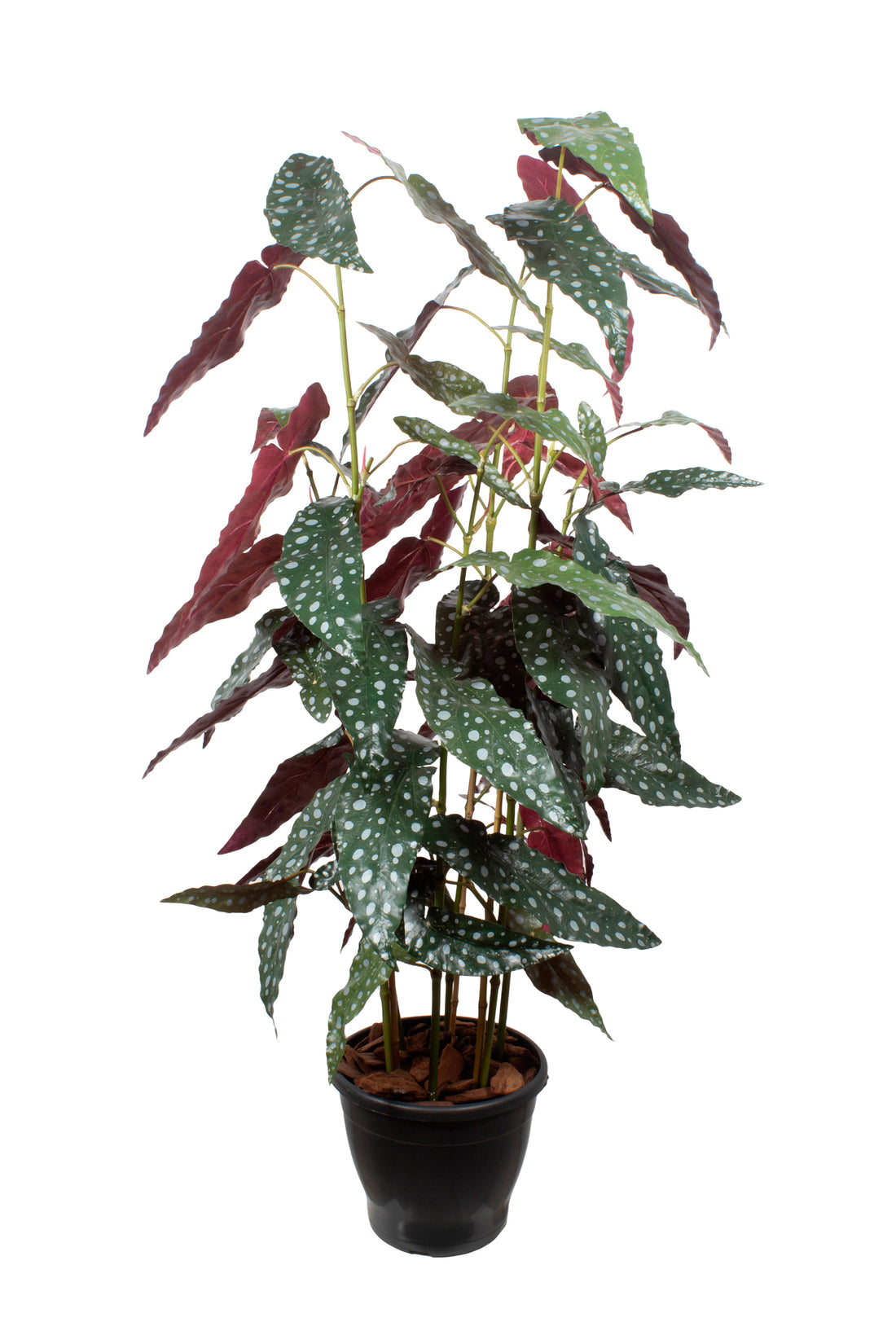 BEGÔNIA MACULATA X6 EM POTE PVC, 110CM Cod: A7098