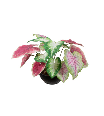 CALLADIUMS MISTOS EM POTE PVC 50CM Cod: A7099