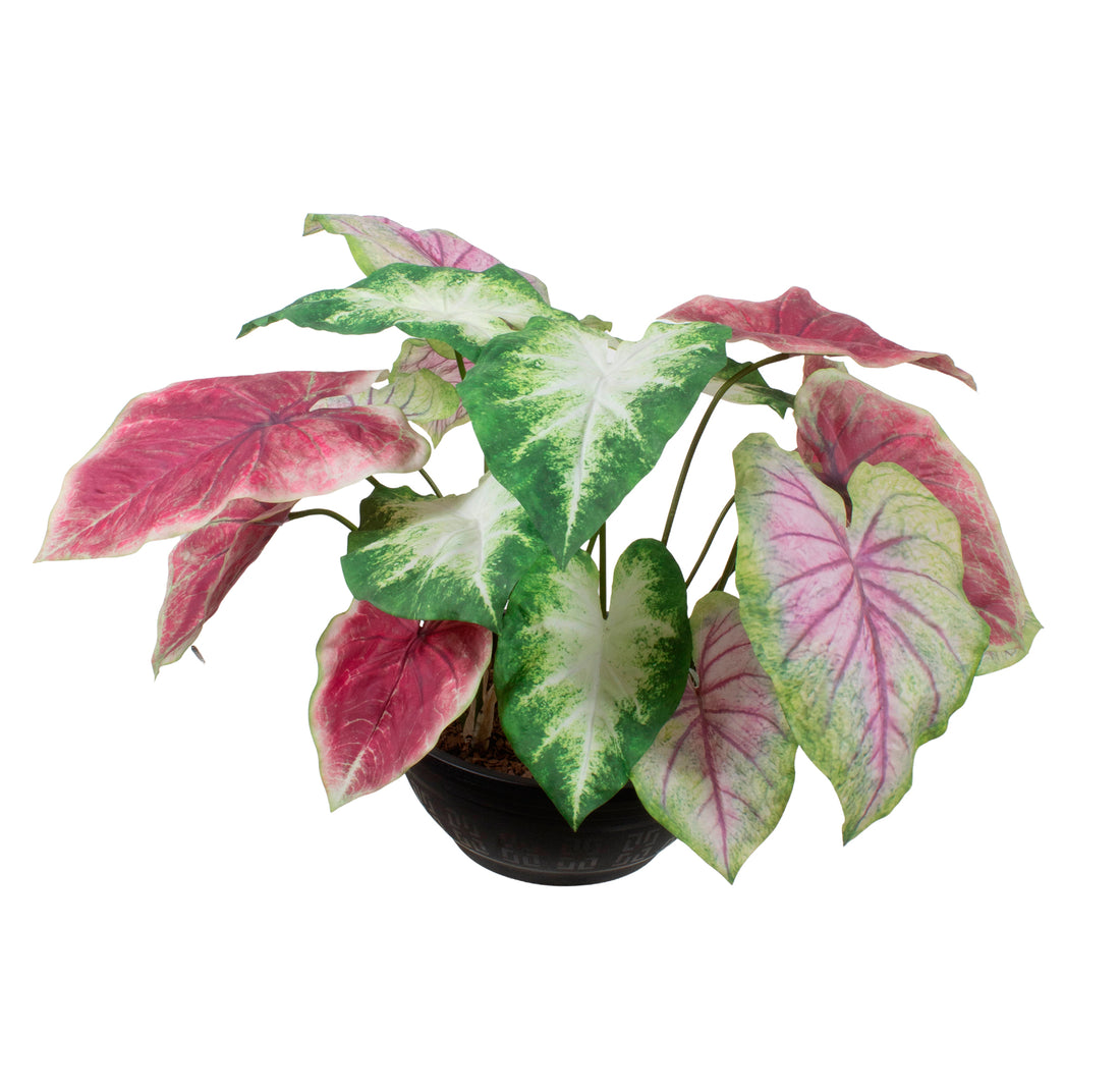 CALLADIUMS MISTOS EM POTE PVC 50CM Cod: A7099