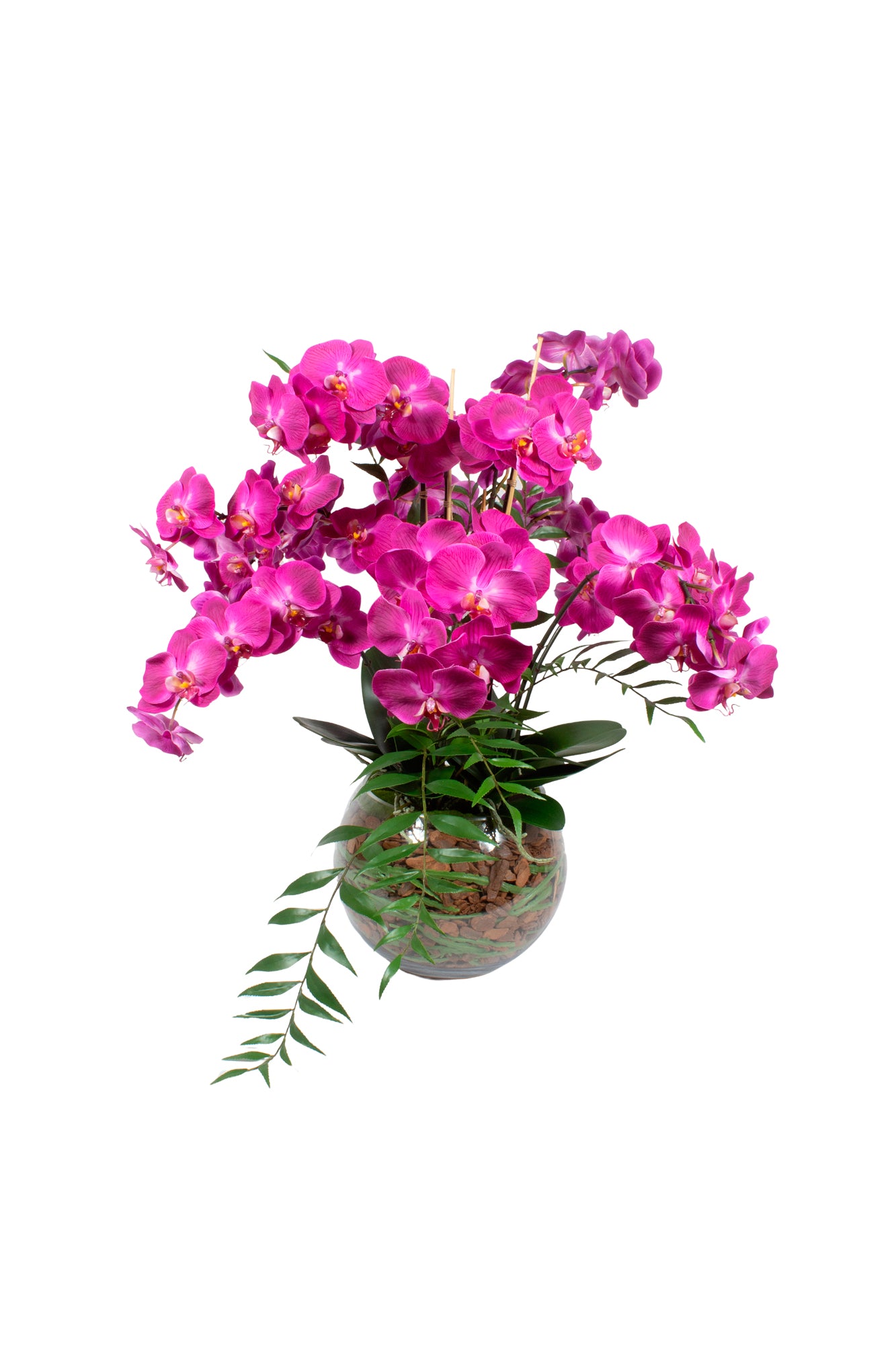 ORQ. PHALAENOPSIS FU X12 EM VIDRO, 80CM Cod: A7100