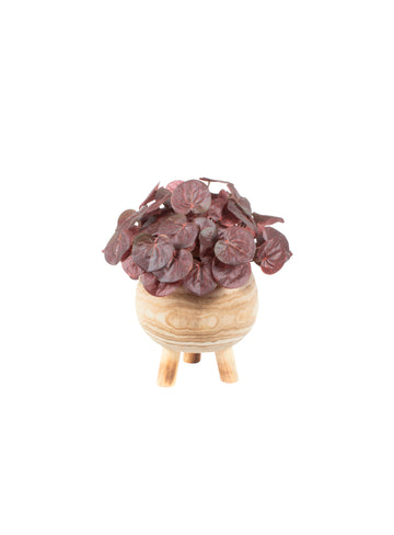 PEPERÔMIA BD EM CACHEPOT, 32CM Cod: A7106