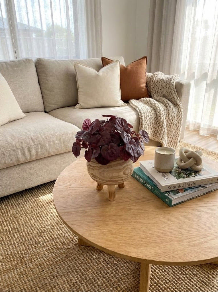 PEPERÔMIA BD EM CACHEPOT, 32CM Cod: A7106