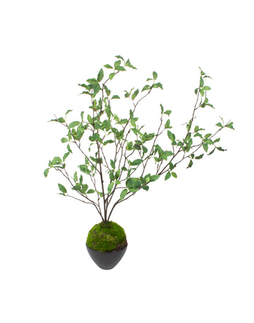KOKEDAMA DE FITOSPORO EM CER, 82CM Cod: A7109