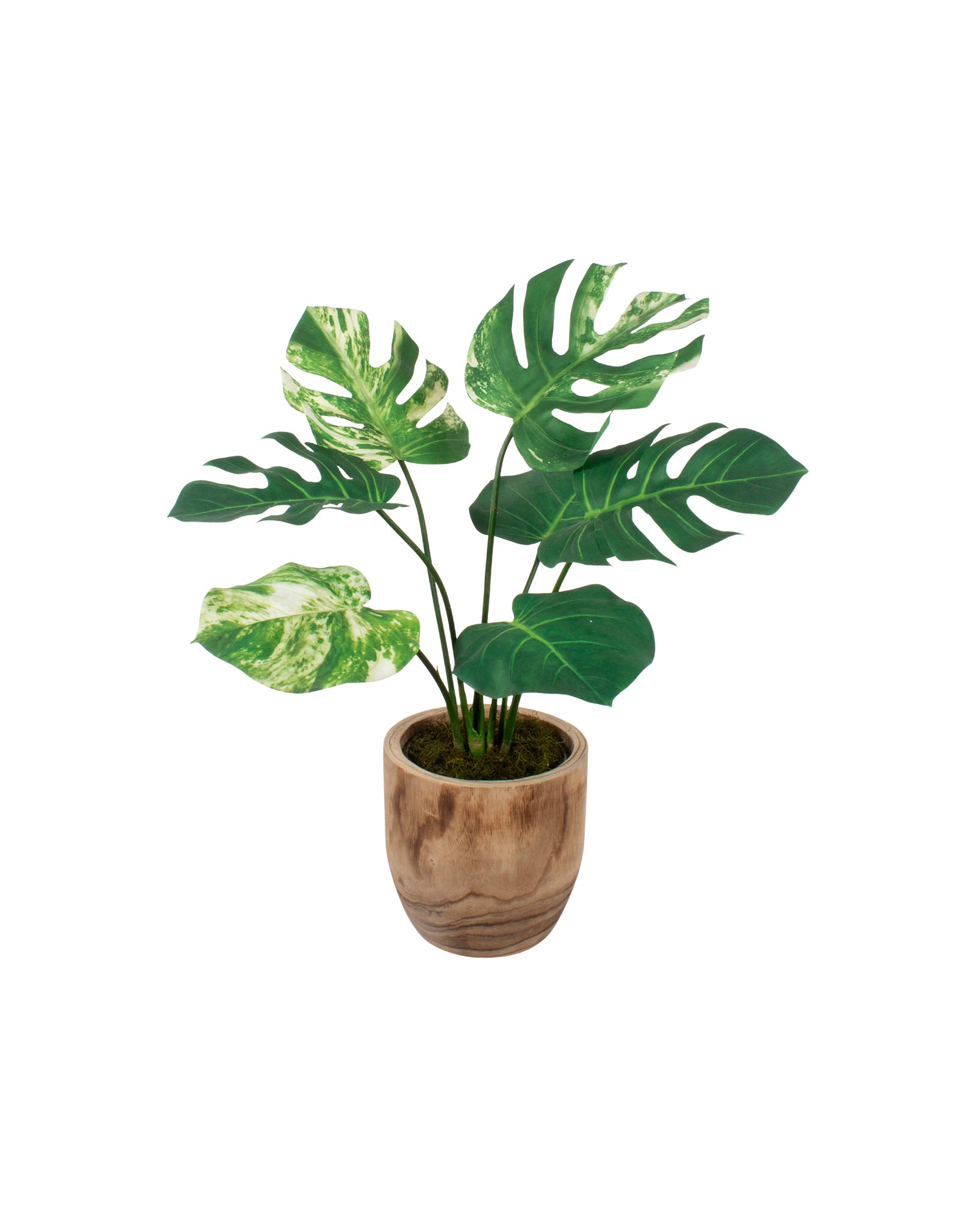 COSTELA DE ADÃO EM VASO DE MADEIRA, 78CM Cod: A7110