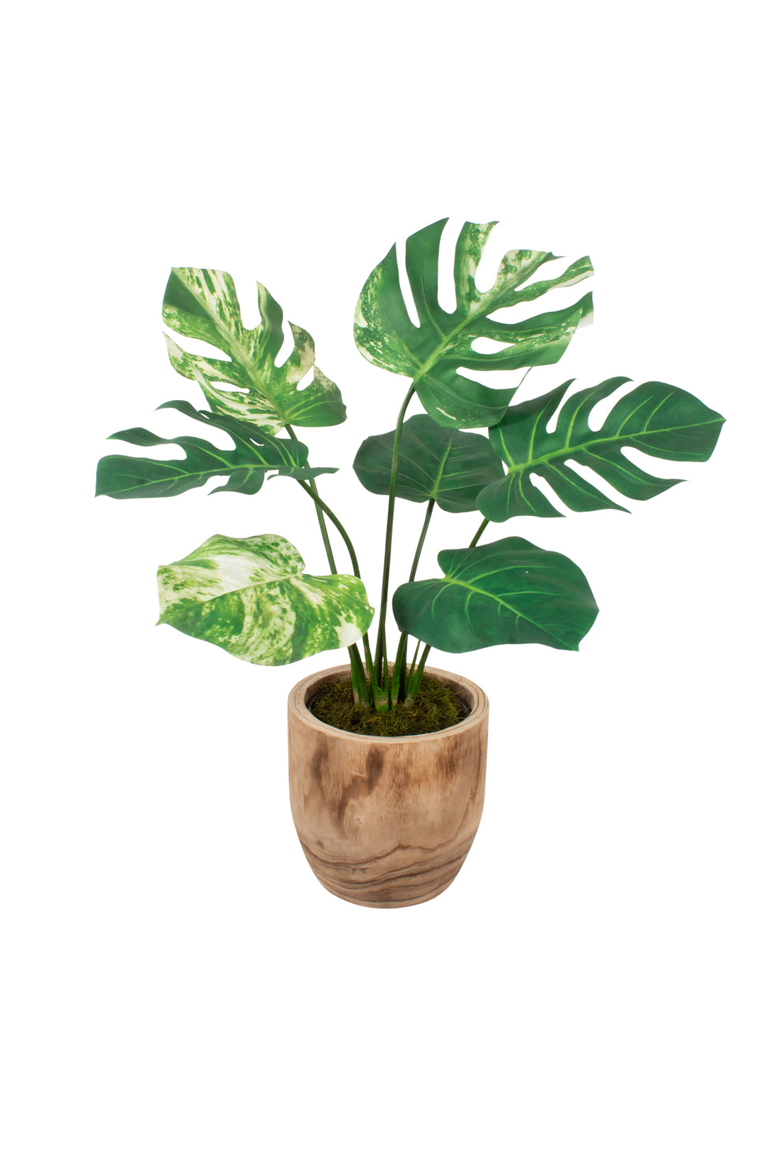 COSTELA DE ADÃO EM VASO DE MADEIRA, 78CM Cod: A7110