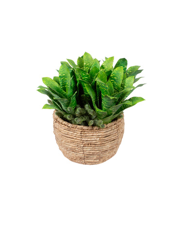 BROMELIAS VD/ASPARGOS EM CACHEPOT, 40CM Cod: A7111