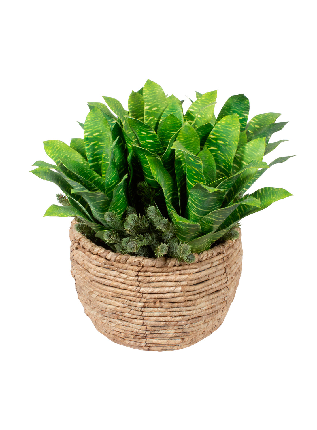 BROMELIAS VD/ASPARGOS EM CACHEPOT, 40CM Cod: A7111