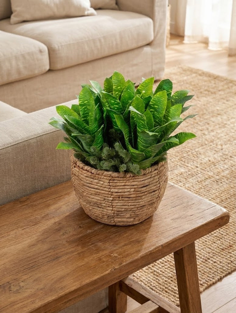 BROMELIA NEOREGÉLIA 40CM VERDE Cod: 8636-VD