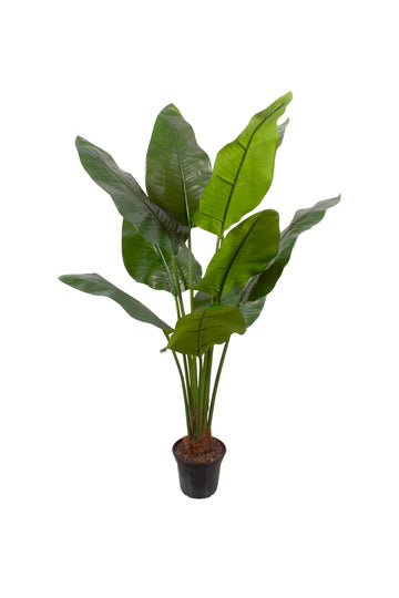 FOLHAGENS DE HELICONIA X10 EM POTE PVC, 125CM Cod: A7112