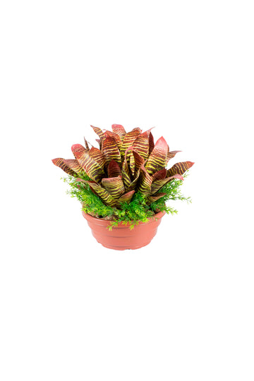 BROMELIAS VI /ASPARGOS EM VPP 40CM Cod: A7113VPP