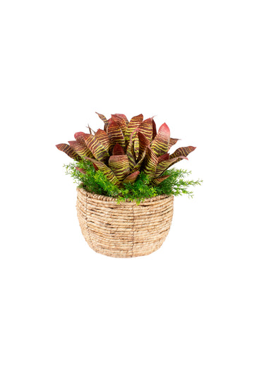 BROMELIAS VI / ASPARGOS EM CACHEPOT 40CM Cod: A7113