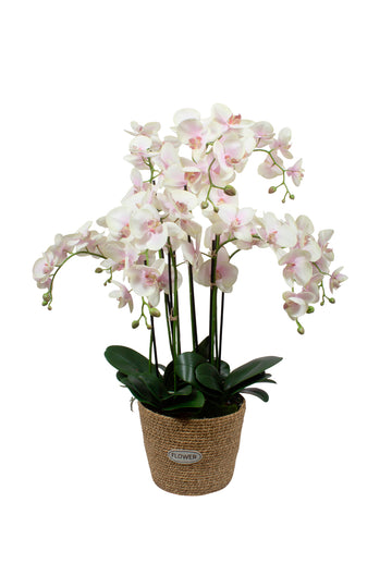 ORQ. PHALAENOPSIS RO EM CACHEPOT DE FIBRA, 95CM Cod: A7115