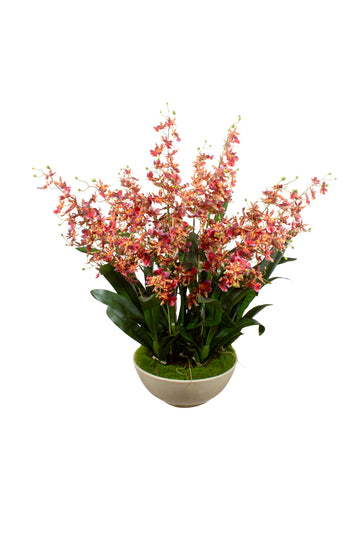 ORQ. ONCIDIUM VL X 8 EM BOWL CR, 95CM Cod: A7116
