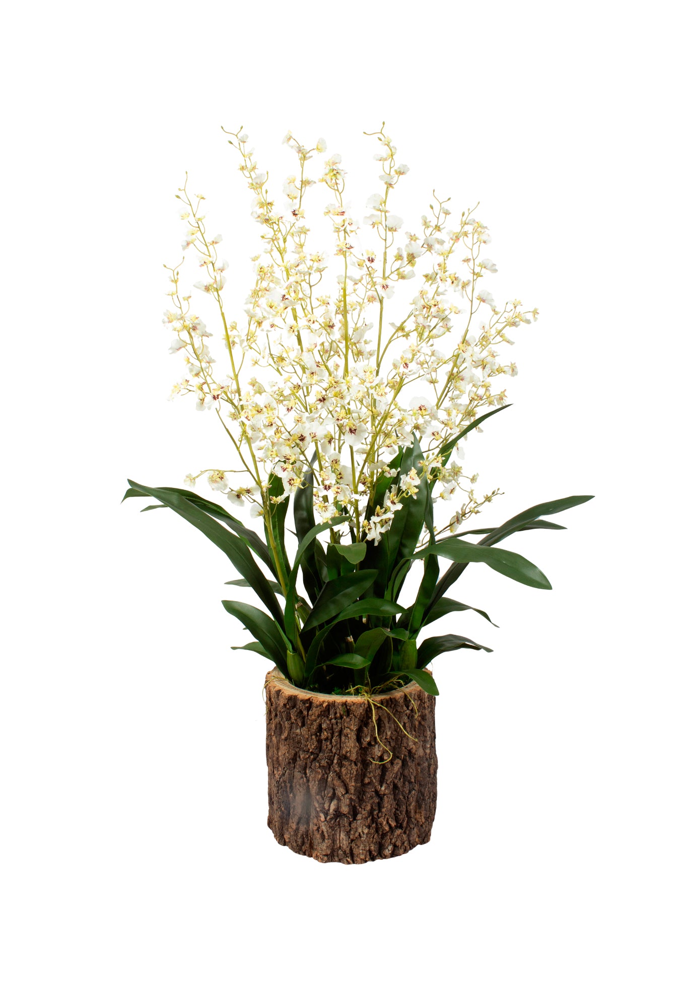 ORQ. ONCIDIUM BR EM VPP, 105CM Cod: A7123