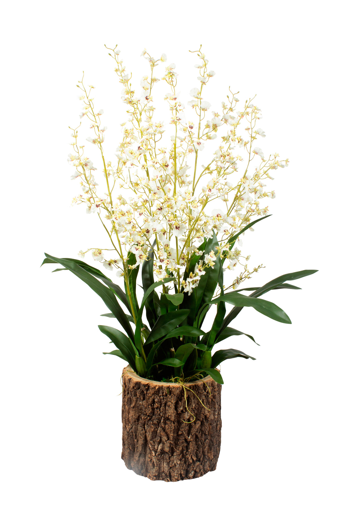 ORQ. ONCIDIUM BR EM VPP, 105CM Cod: A7123