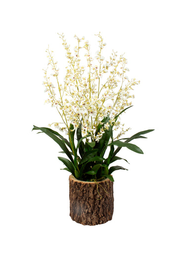 ORQ. ONCIDIUM BR EM CACHEPOT RÚSTICO, 110CM Cod: A7124
