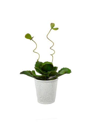 SUCULENTA BUTTERFLY EM CER, 30CM Cod: A7128