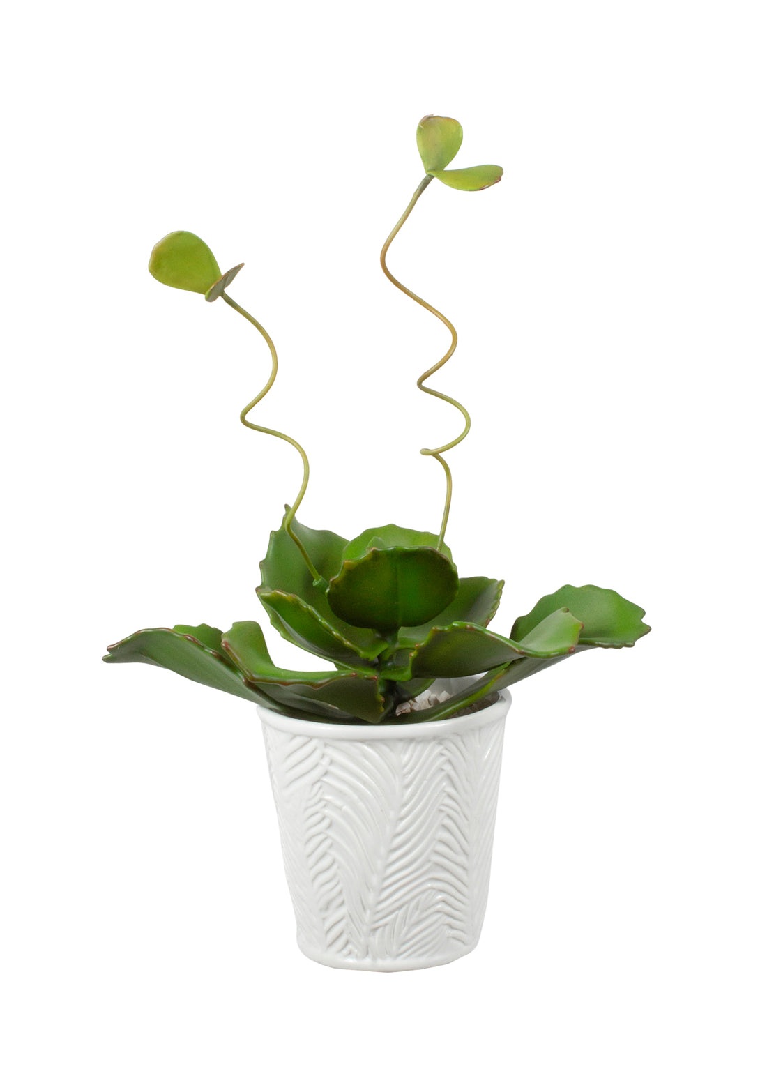 SUCULENTA BUTTERFLY EM CER, 30CM Cod: A7128