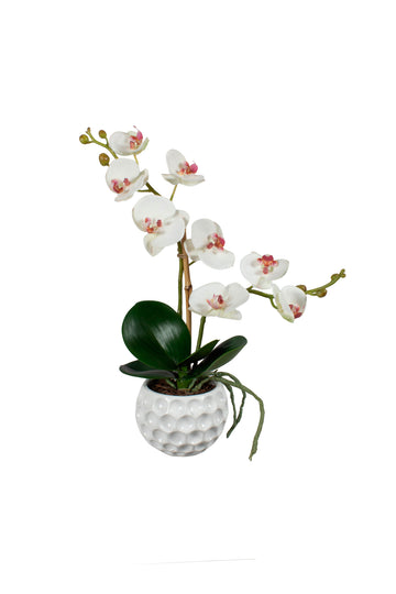 ORQ. PHALAENOPSIS BF EM CER, 40CM Cod: A7129