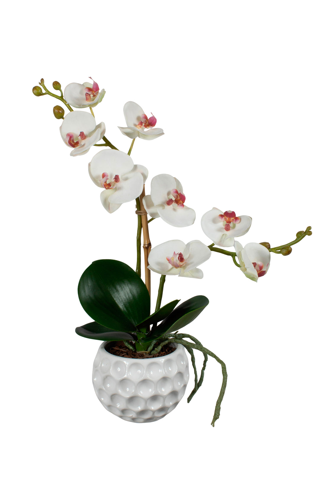 ORQ. PHALAENOPSIS BF EM CER, 40CM Cod: A7129
