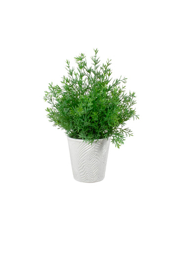 ASPARGO ALFINETE VD/ES EM CER, 30CM Cod: A7130