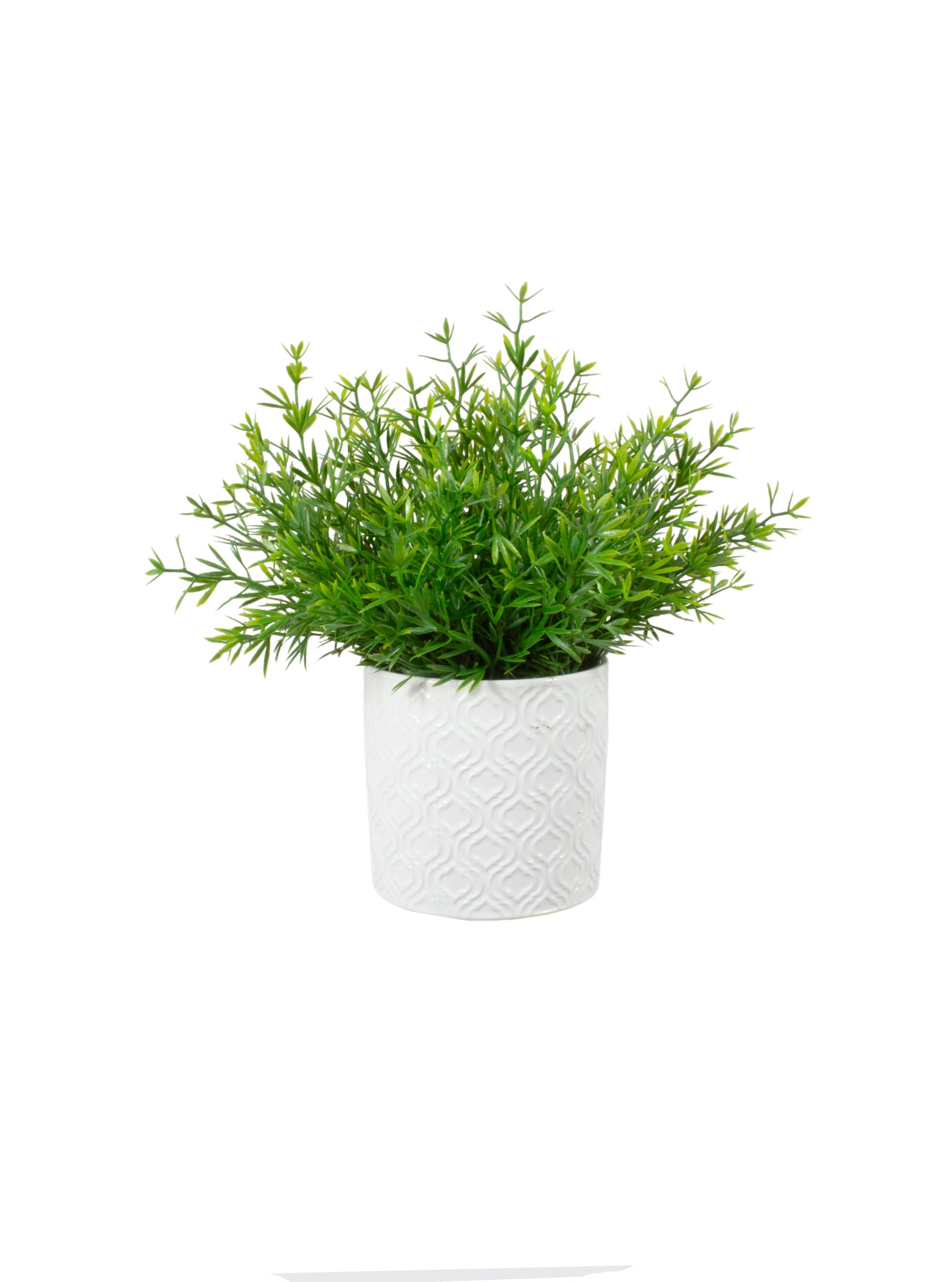 ASPARGO ALFINETE VD/CL EM CER, 23CM Cod: A7131