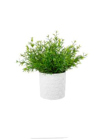 ASPARGO ALFINETE VD/CL EM CER, 23CM Cod: A7131