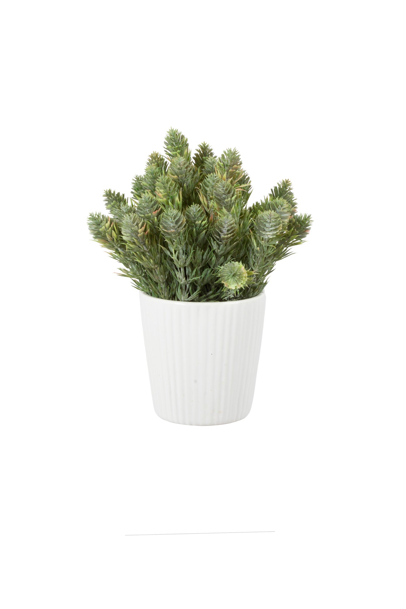 ASPARGO-PLUMA EM CER 17CM Cod: A7133