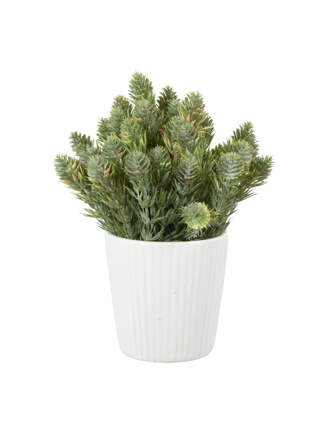 ASPARGO-PLUMA EM CER 17CM Cod: A7133